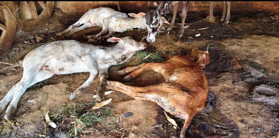 Death of cattle due to strange disease in Hanur